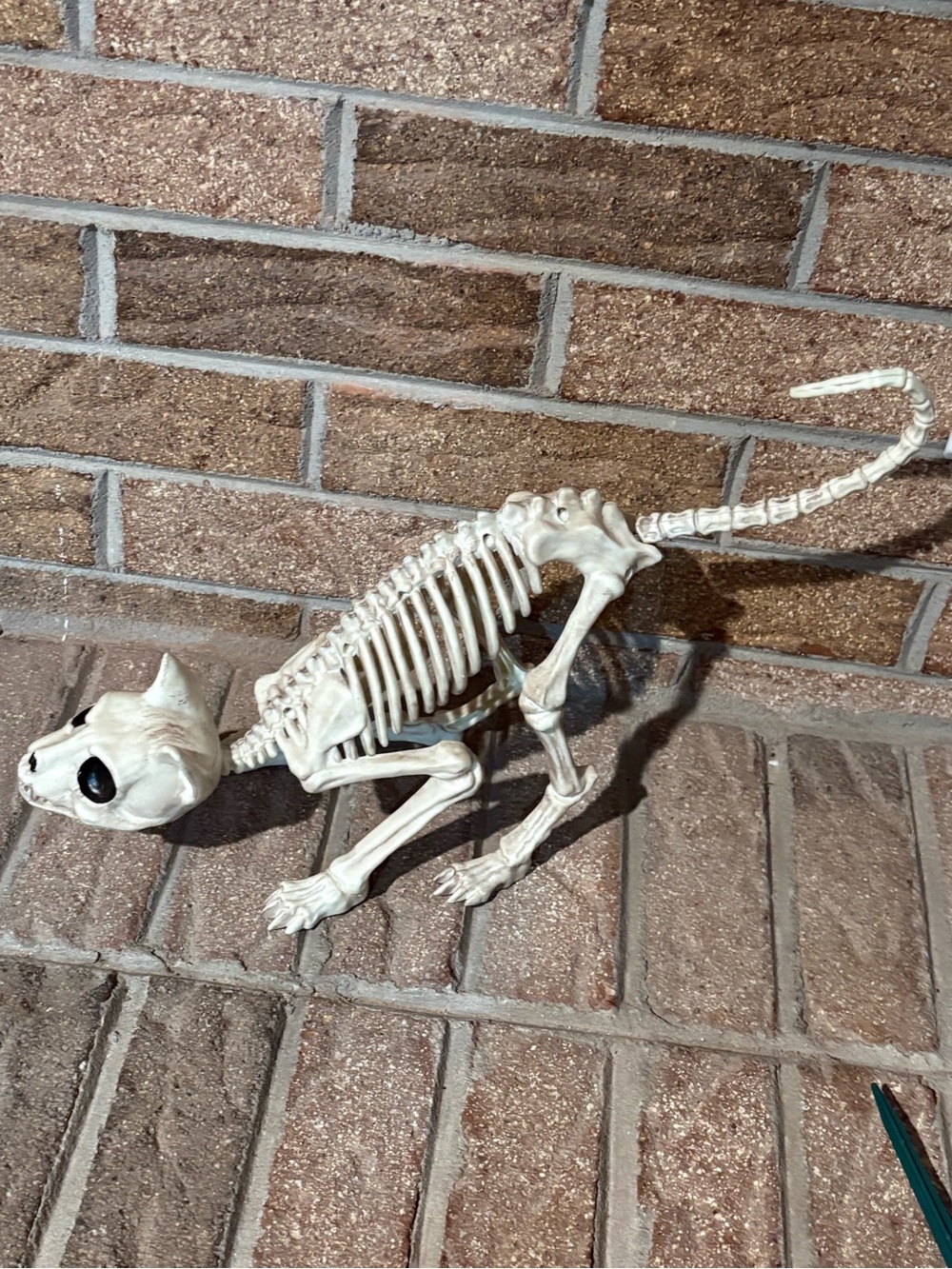 Crazy bonez Seasons cat skeleton
Halloween props scary